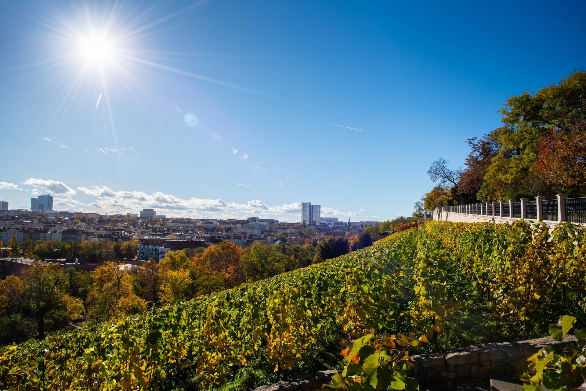 Prodej bytu 1+kk po rekonstrukci, 30 m², Praha 2 - Vinohrady — fotografie 9
