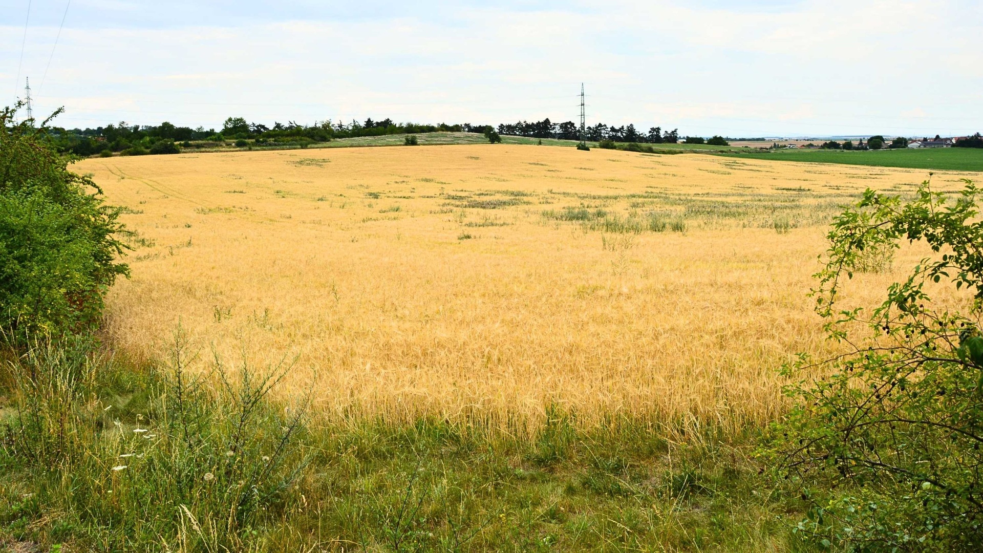 Prodej investičního pozemku, 11 879 m², Cvrčovice — fotografie 5